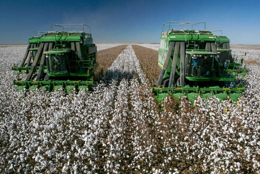 Cotton Rallies into the End of the Month