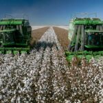 Cotton Rallies into the End of the Month