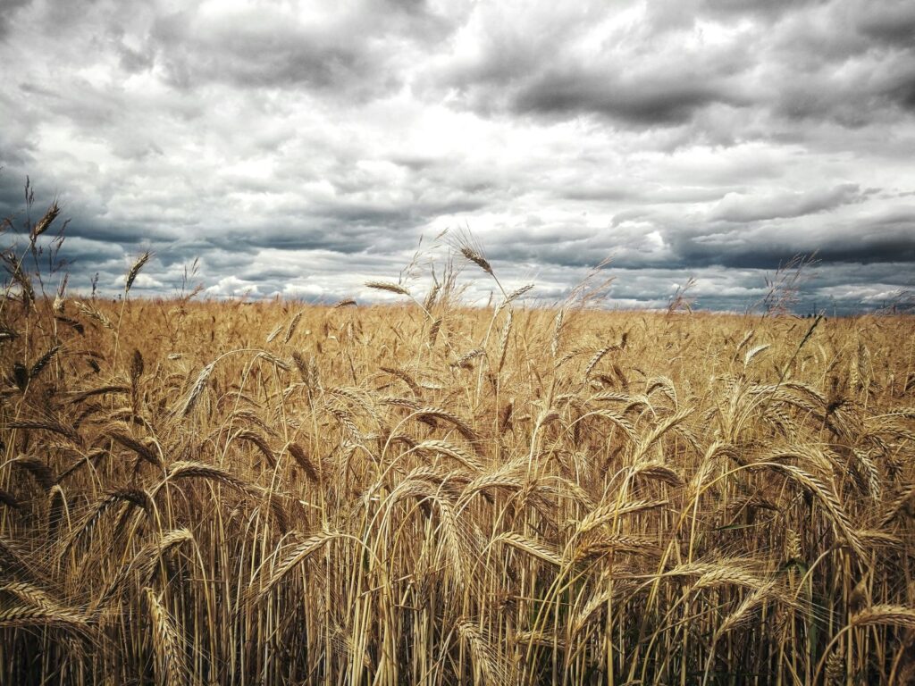 Wheat Gains Holding at Wednesday’s Midday