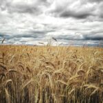 Wheat Gains Holding at Wednesday’s Midday